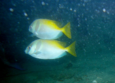 Barred Rabbitfish - Siganus doliatus Twins dive site, Koh Tao, Thailand (2008).  Barred Rabbitfish,Fall,Geotagged,Siganus doliatus,Thailand