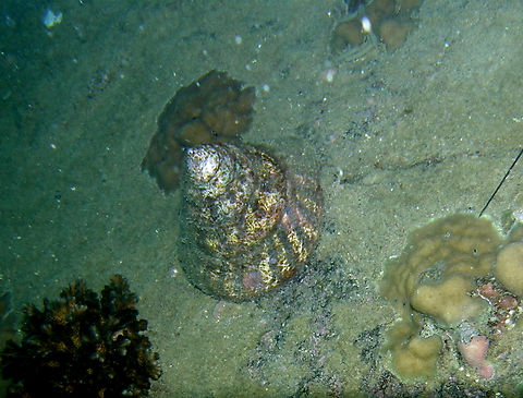 Pyram Top Shell - Tectus pyramis Twins dive site, Koh Tao, Thailand (2008).  Fall,Geotagged,Tectus pyramis,Thailand