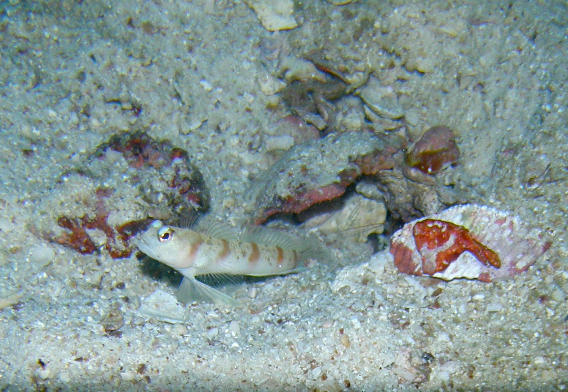 Amblyeleotris rubrimarginata Twins dive site, Koh Tao, Thailand (2008).  Amblyeleotris rubrimarginata,Amblyeleotris_rubrimarginata,Fall,Geotagged,Thailand