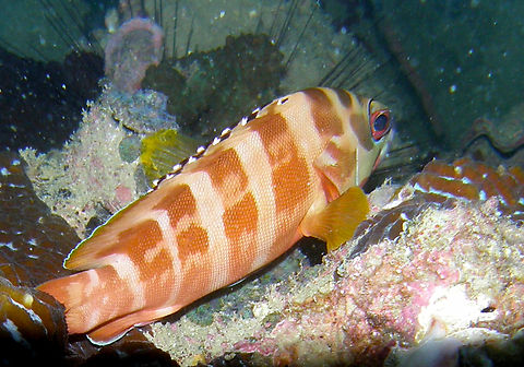 Blacktip grouper - Epinephelus fasciatus Twins dive site, Koh Tao, Thailand (2008).  Blacktip grouper,Epinephelus fasciatus,Fall,Geotagged,Thailand