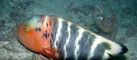 Redbreast Maori Wrasse - Cheilinus fasciatus Twins dive site, Koh Tao, Thailand (2008).  Cheilinus fasciatus,Fall,Geotagged,Redbreast Maori Wrasse,Thailand