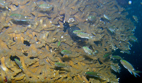 Scissortail damselfish - Chromis atrilobata White Rock, Koh Tao, Thailand (2008). Chromis atrilobata,Fall,Geotagged,Scissortail damselfish,Thailand