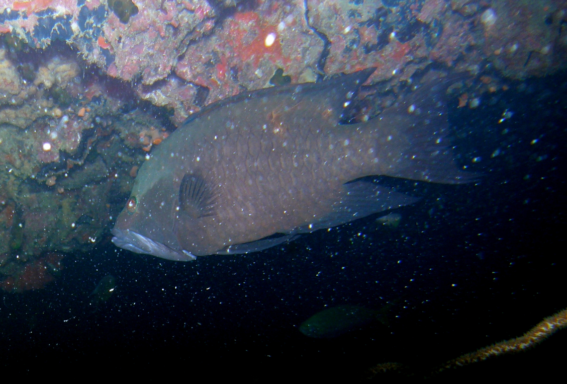 Redmouth grouper - Aethaloperca rogaa White Rock, Koh Tao, Thailand (2008).  Aethaloperca rogaa,Fall,Geotagged,Redmouth grouper,Thailand