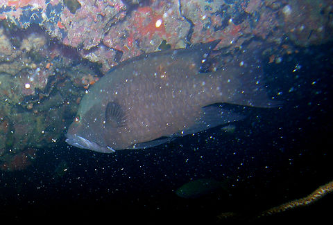 Redmouth grouper - Aethaloperca rogaa White Rock, Koh Tao, Thailand (2008).  Aethaloperca rogaa,Fall,Geotagged,Redmouth grouper,Thailand