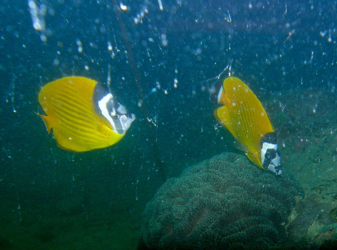 Weibel's butterflyfish - Chaetodon weibeli Hin Pee Wee, Koh tao, Thailand (2008). Chaetodon weibeli,Chaetodon wiebeli,Fall,Geotagged,Thailand