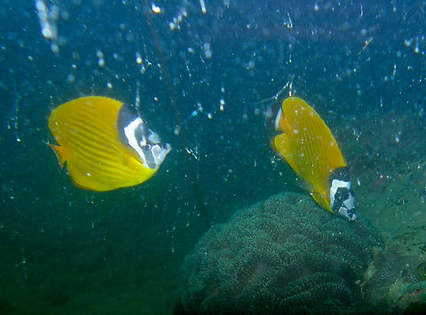 Weibel's butterflyfish - Chaetodon weibeli Hin Pee Wee, Koh tao, Thailand (2008). Chaetodon weibeli,Chaetodon wiebeli,Fall,Geotagged,Thailand
