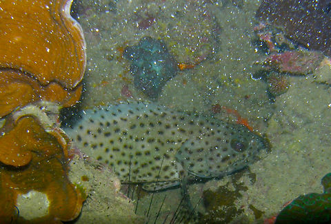 Black-dotted cod - Epinephelus corallicola Hin Pee Wee, Koh tao, Thailand (2008).  Epinephelus corallicola,Fall,Geotagged,Thailand