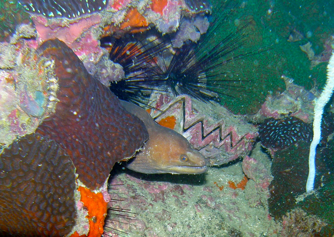 Herre's moray - Gymnothorax herrei Hin Pee Wee, Koh tao, Thailand (2008).  Fall,Geotagged,Gymnothorax herrei,Herre's moray eel,Thailand