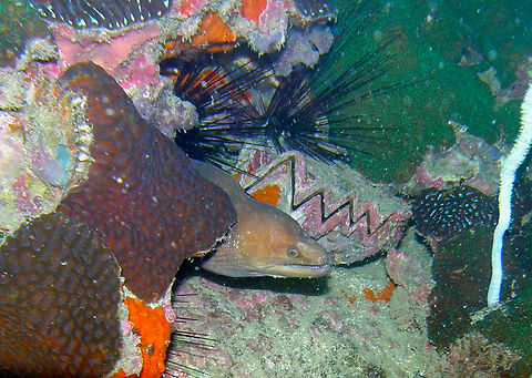 Herre's moray - Gymnothorax herrei Hin Pee Wee, Koh tao, Thailand (2008).  Fall,Geotagged,Gymnothorax herrei,Herre's moray eel,Thailand