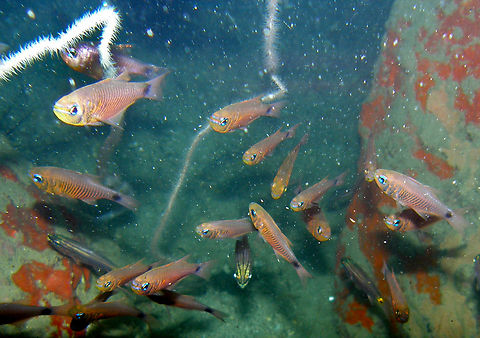 Ostorhinchus capricornis Hin Pee Wee, Koh tao, Thailand (2008).  Fall,Geotagged,Ostorhinchus capricornis,Thailand