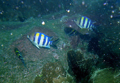 Indo-Pacific sergeant - Abudefduf vaigiensis White Rock, Koh Tao, Thailand (2008).  Abudefduf vaigiensis,Fall,Geotagged,Indo-Pacific sergeant,Thailand