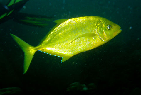 Orange-spotted trevally - Carangoides bajad White Rock, Koh Tao, Thailand (2008).  Carangoides bajad,Fall,Geotagged,Orange-spotted trevally,Thailand