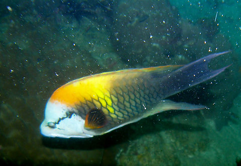 Slingjaw wrasse - Epibulus insidiator White Rock, Koh Tao, Thailand (2008).  Epibulus insidiator,Fall,Geotagged,Sling-jaw wrasse,Thailand