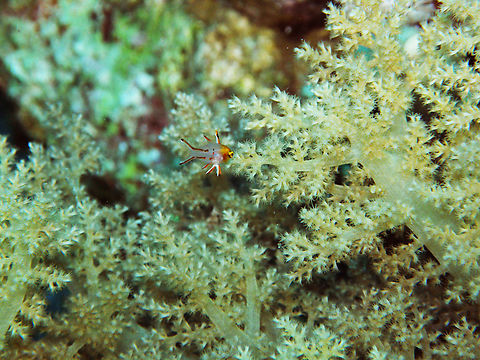 Lyretail hogfish - Bodianus anthioides (juvenile) Gordon Reef, Sharm El Sheikh, Egypt (2009).        Bodianus anthioides,Egypt,Geotagged,Lyretail hogfish,Spring