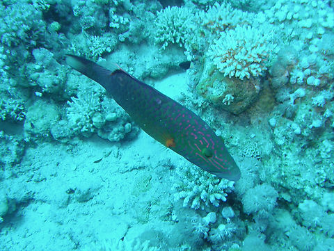Cheek-lined wrasse - Oxycheilinus digramma Gordon Reef, Sharm El Sheikh, Egypt (2009).  Cheek-lined wrasse,Egypt,Geotagged,Oxycheilinus digramma,Spring