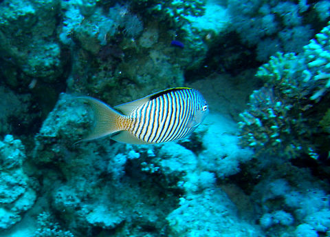 Zebra angelfish - Genicanthus caudovittatus Gordon Reef, Sharm El Sheikh, Egypt (2009).  Egypt,Genicanthus caudovittatus,Geotagged,Spring
