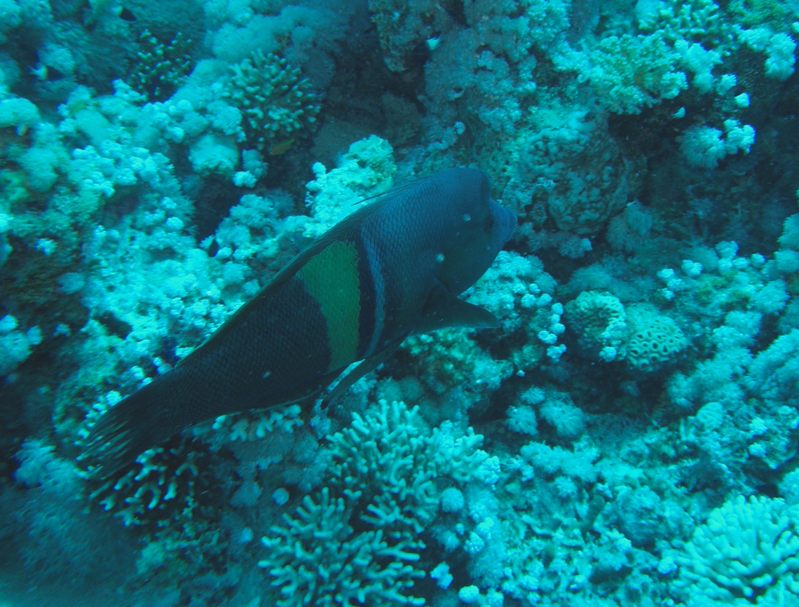 Clown coris - Coris aygula Gordon Reef, Sharm El Sheikh, Egypt (2009).  Clown coris,Coris aygula,Egypt,Geotagged,Spring