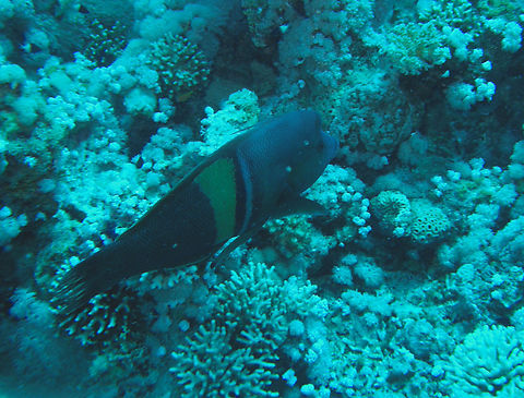 Clown coris - Coris aygula Gordon Reef, Sharm El Sheikh, Egypt (2009).  Clown coris,Coris aygula,Egypt,Geotagged,Spring