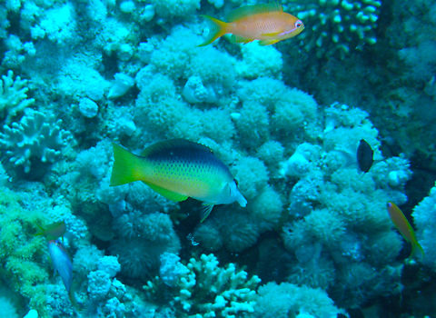 Green birdmouth wrasse - Gomphosus caeruleus klunzingeri Gordon Reef, Sharm El Sheikh, Egypt (2009).  Egypt,Geotagged,Gomphosus caeruleus,Spring