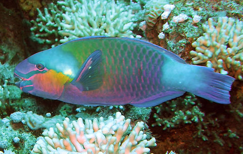 Daisy parrotfish - Chlorurus sordidus Gordon Reef, Sharm El Sheikh, Egypt (2009).  Chlorurus sordidus,Egypt,Geotagged,Spring