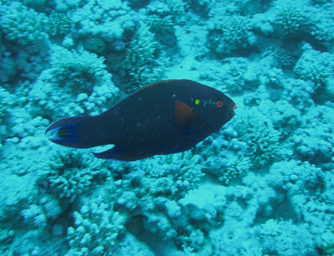 Black parrotfish - Scarus niger Gordon Reef, Sharm El Sheikh, Egypt (2009).  Egypt,Geotagged,Scarus niger,Spring