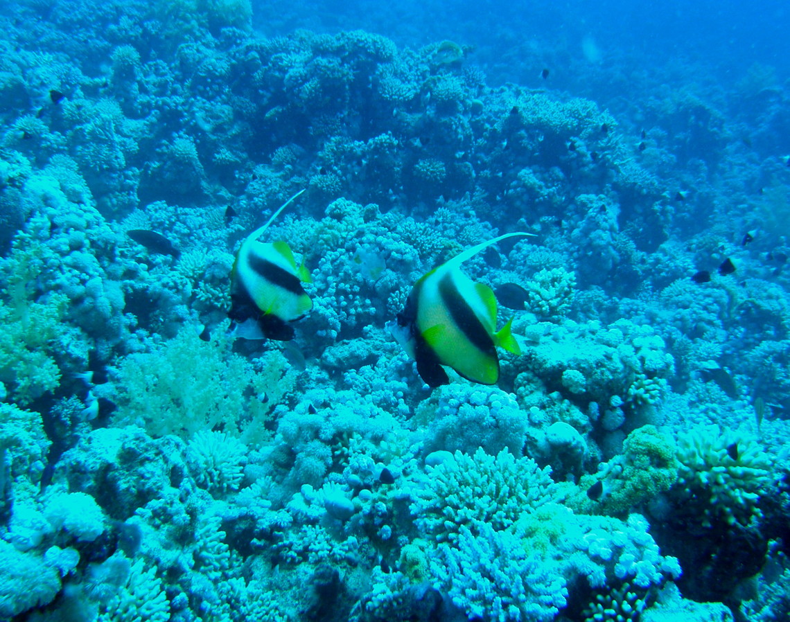 Red Sea bannerfish - Heniochus intermedius Gordon Reef, Sharm El Sheikh, Egypt (2009).  Egypt,Geotagged,Heniochus intermedius,Red Sea bannerfish,Spring