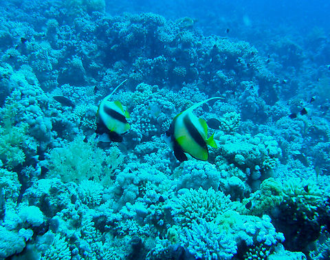 Red Sea bannerfish - Heniochus intermedius Gordon Reef, Sharm El Sheikh, Egypt (2009).  Egypt,Geotagged,Heniochus intermedius,Red Sea bannerfish,Spring