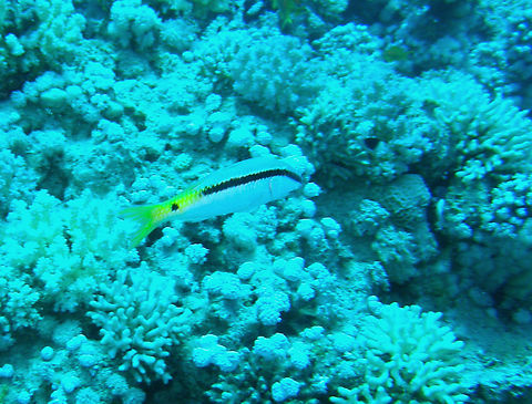 Red Sea goatfish - Parupeneus forsskali Gordon Reef, Sharm El Sheikh, Egypt (2009).  Egypt,Geotagged,Parupeneus forsskali,Spring