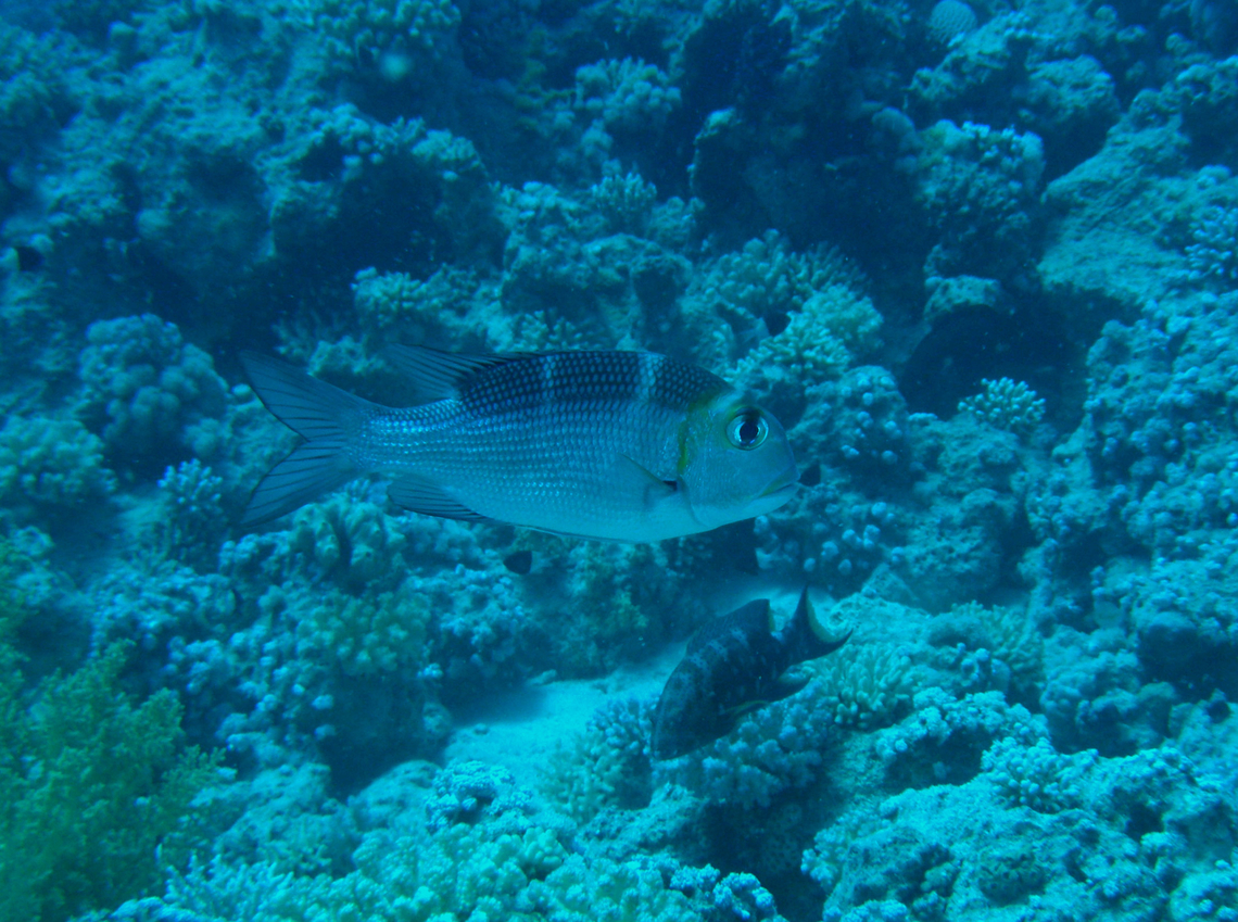 Humpnose big-eye bream - Monotaxis grandoculis Gordon Reef, Sharm El Sheikh, Egypt (2009).  Egypt,Geotagged,Humpnose big-eye bream,Monotaxis grandoculis,Spring