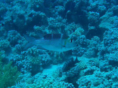 Humpnose big-eye bream - Monotaxis grandoculis Gordon Reef, Sharm El Sheikh, Egypt (2009).  Egypt,Geotagged,Humpnose big-eye bream,Monotaxis grandoculis,Spring