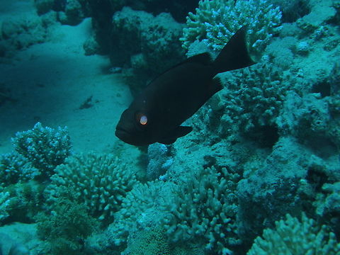 Lunar-tailed bigeye - Priacanthus hamrur Gordon Reef, Sharm El Sheikh, Egypt (2009).  Egypt,Geotagged,Lunar-tailed bigeye,Priacanthus hamrur,Spring