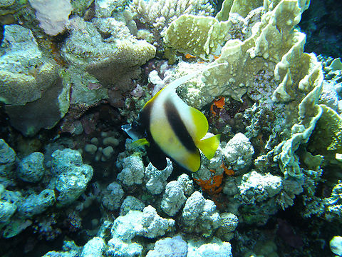 Red Sea bannerfish- Heniochus intermedius Jackson Reef, Sharm El Sheikh, Egypt (2009). Geotagged,Heniochus intermedius,Red Sea bannerfish,Spring