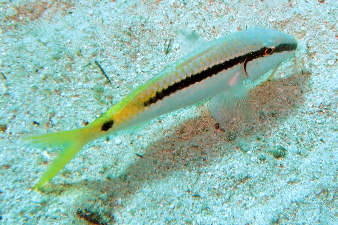 Red Sea goatfish - Parupeneus forsskali Jackson Reef, Sharm El Sheikh, Egypt (2009).          Egypt,Geotagged,Parupeneus forsskali,Red Sea Goatfish,Spring