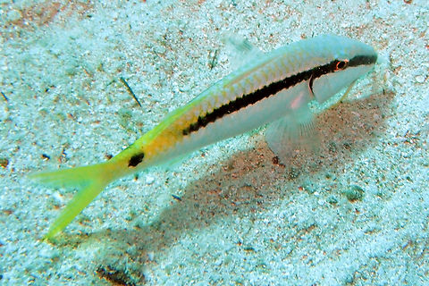 Red Sea goatfish - Parupeneus forsskali Jackson Reef, Sharm El Sheikh, Egypt (2009).          Egypt,Geotagged,Parupeneus forsskali,Red Sea Goatfish,Spring