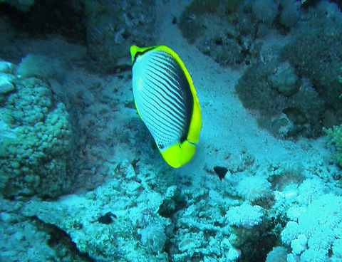 Blackback Butterflyfish- Chaetodon melannotus Jackson Reef, Sharm El Sheikh, Egypt (2009).  Blackback Butterflyfish,Chaetodon melannotus,Geotagged,Spring