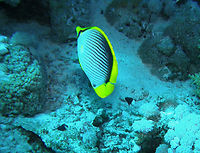 Blackback Butterflyfish- Chaetodon melannotus Jackson Reef, Sharm El Sheikh, Egypt (2009).  Blackback Butterflyfish,Chaetodon melannotus,Geotagged,Spring