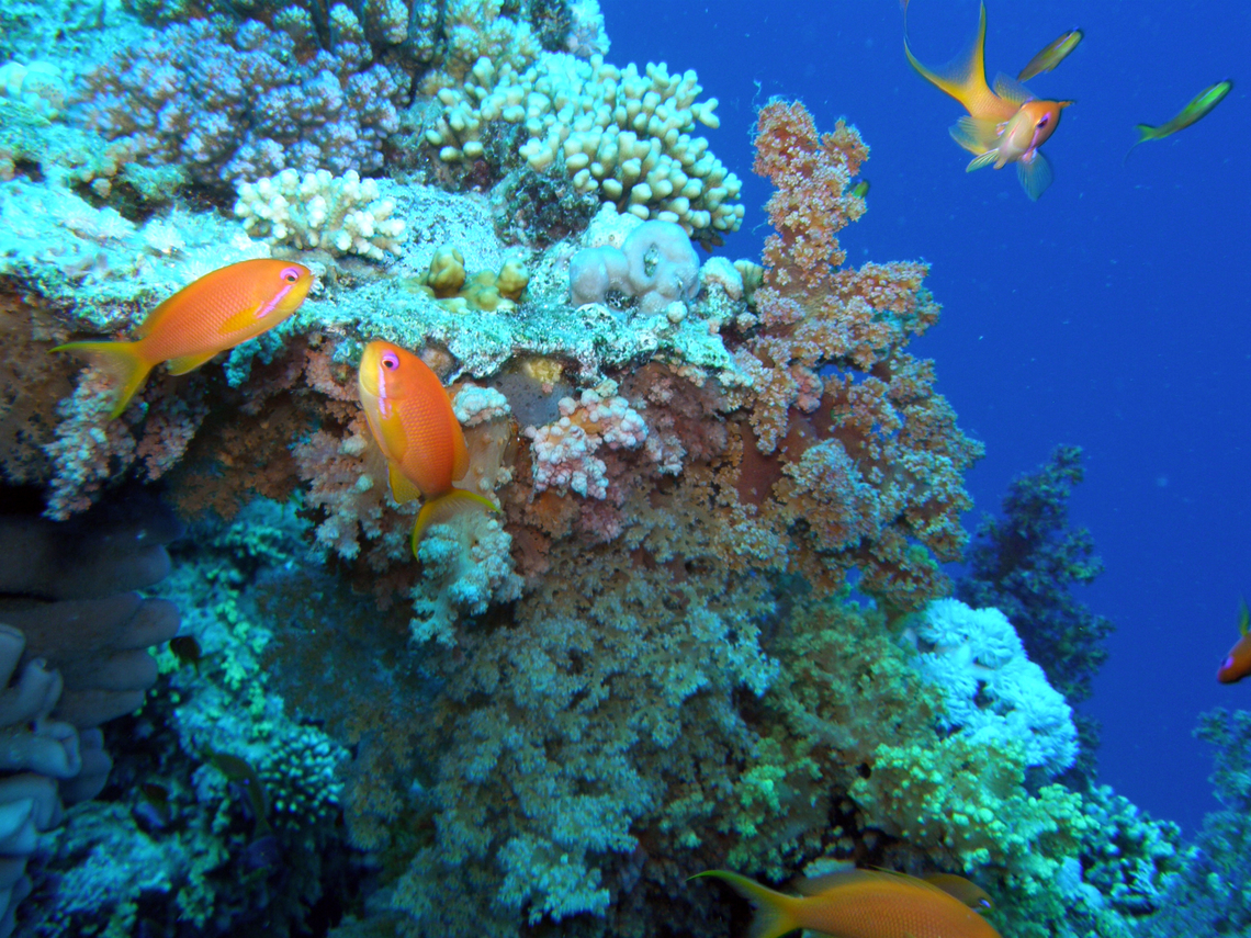 Lyretail Anthias- Pseudanthias squamipinnis (females) Jackson Reef, Sharm El Sheikh, Egypt (2009).     Geotagged,Lyretail Anthias,Pseudanthias squamipinnis,Spring