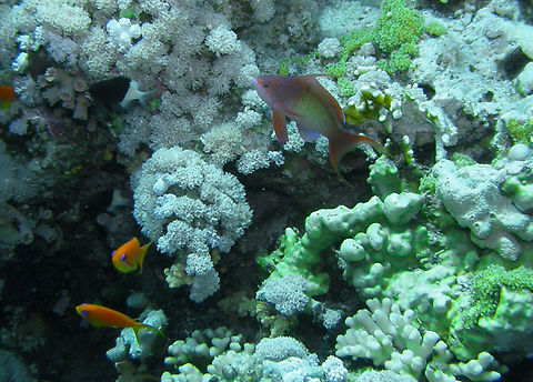 Lyretail Anthias- Pseudanthias squamipinnis (male, top right) Jackson Reef, Sharm El Sheikh, Egypt (2009).  Geotagged,Lyretail Anthias,Pseudanthias squamipinnis,Spring