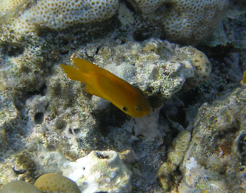 Pomacentrus sulfureus Seen in Shark Bay, Sharm El Sheikh, Egypt (2009). Egypt,Geotagged,Pomacentrus sulfureus,Spring,Sulphur Damselfish
