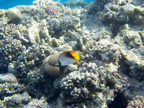 Threadfin butterflyfish - Chaetodon auriga The Red Sea variant does not seem to have the black spot on the dorsal fin.
Seen in Shark Bay, Sharm El Sheikh, Egypt (2009). Chaetodon auriga,Egypt,Geotagged,Spring,Threadfin butterflyfish