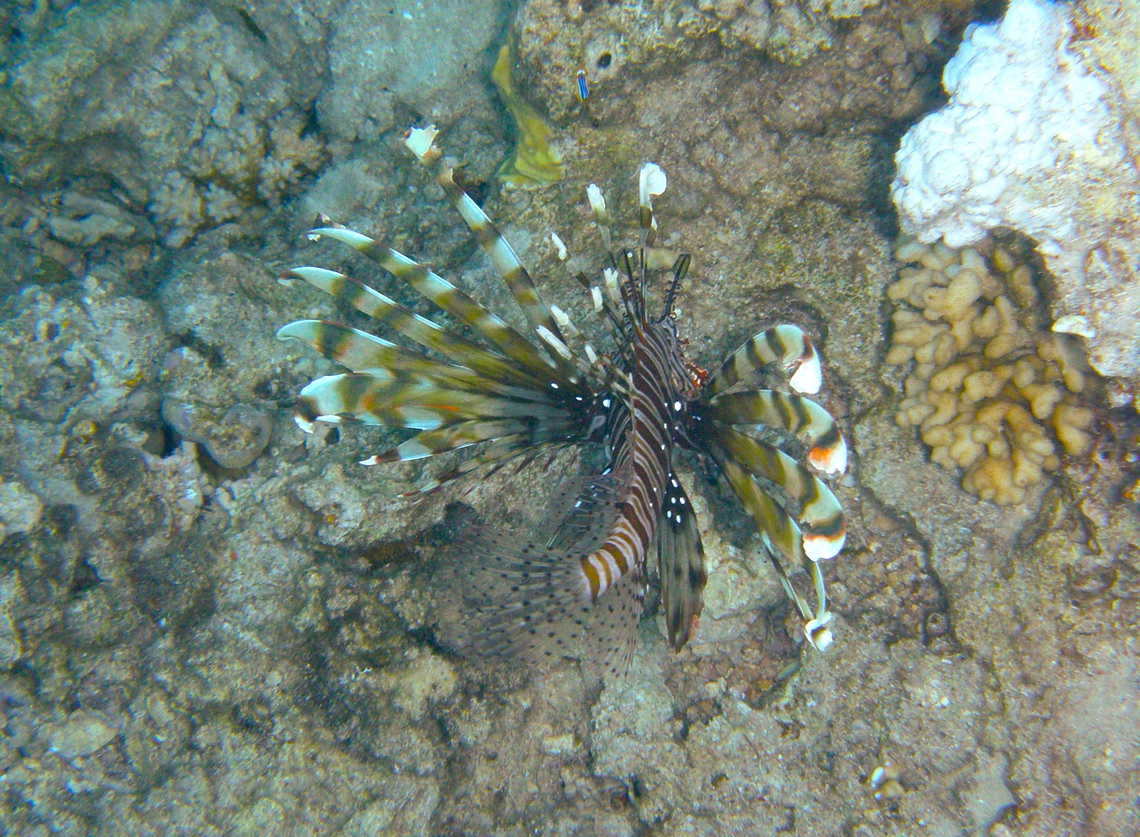 Red Sea Lionfish - Pterois miles Shark Bay, Sharm El Sheikh, Egypt (2009). Common lionfish,Egypt,Geotagged,Pterois miles,Spring