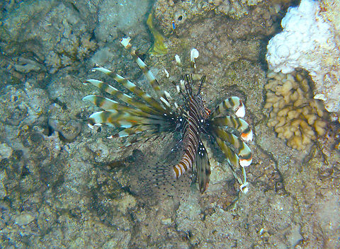 Red Sea Lionfish - Pterois miles Shark Bay, Sharm El Sheikh, Egypt (2009). Common lionfish,Egypt,Geotagged,Pterois miles,Spring
