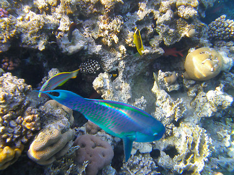 Heavybeak parrotfish - Chlorurus_gibbus Shark Bay, Sharm El Sheikh, Egypt (2009).  Chlorurus gibbus,Egypt,Geotagged,Spring