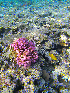 Lace coral - Pocillopora damicornis Shark Bay, Sharm El Sheikh, Egypt (2009).  Egypt,Geotagged,Lace coral,Pocillopora damicornis,Spring