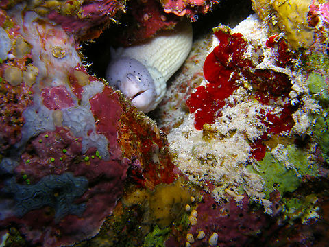 Geometric moray - Gymnothorax griseus Jackson Reef, Sharm El Sheikh, Egypt (2009).  Egypt,Geometric moray,Geotagged,Gymnothorax griseus,Spring