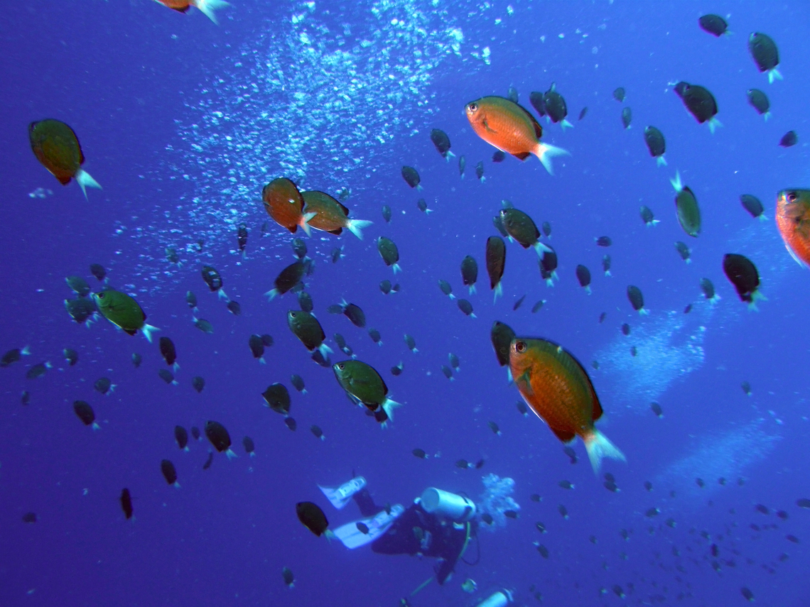 Whitefin damsel - Pomacentrus albicaudatus Jackson Reef, Sharm El Sheikh, Egypt (2009).  Egypt,Geotagged,Pomacentrus albicaudatus,Spring,Whitefin damsel
