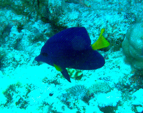 Purple Tang - Zebrasoma xanthurum Woodhouse Reef, Sharm El Sheikh, Egypt. Egypt,Geotagged,Purple Tang,Spring,Zebrasoma xanthurum