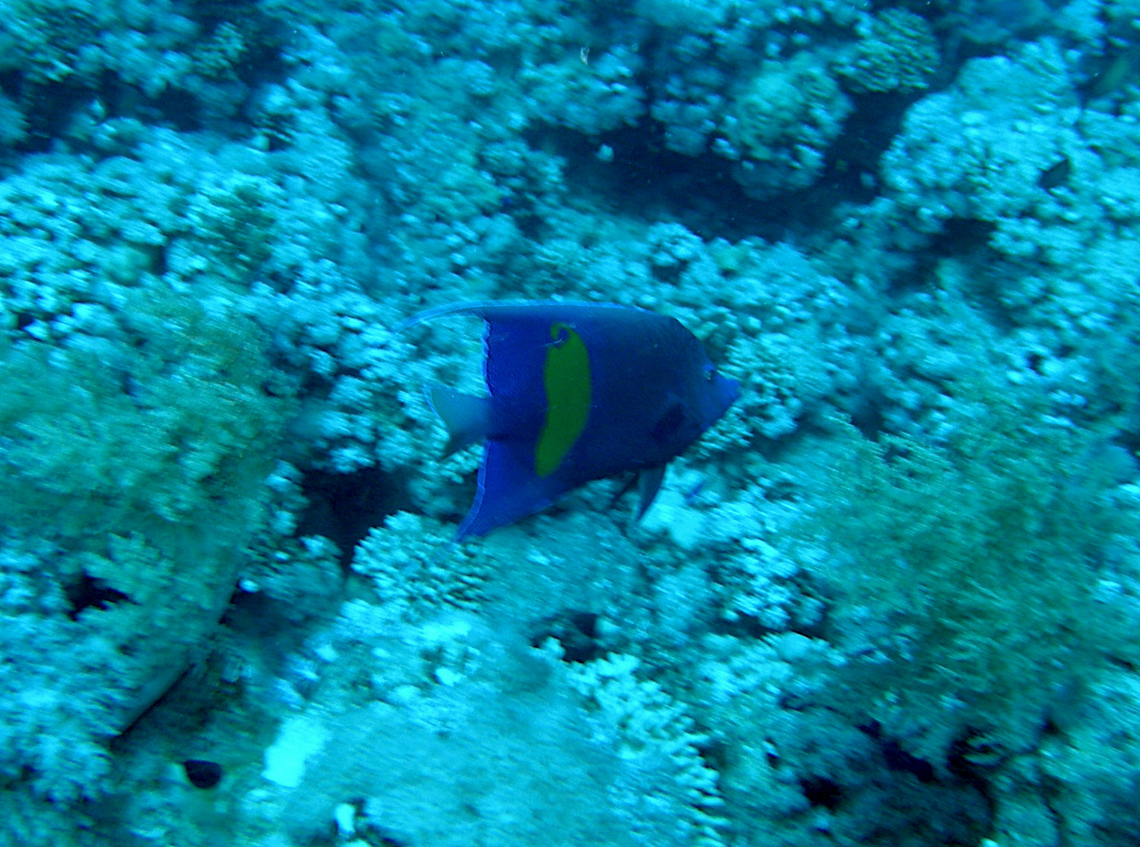 Arabian angelfish - Pomacanthus asfur Woodhouse Reef, Sharm El Sheikh, Egypt.  Arabian angelfish,Egypt,Geotagged,Pomacanthus asfur,Spring