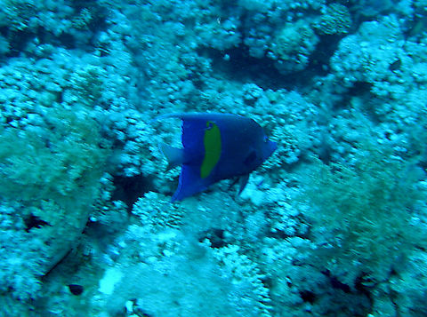 Arabian angelfish - Pomacanthus asfur Woodhouse Reef, Sharm El Sheikh, Egypt.  Arabian angelfish,Egypt,Geotagged,Pomacanthus asfur,Spring