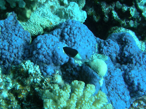 Chocolate Dip Chromis - Pycnochromis dimidiatus  Chocolate Dip Chromis,Egypt,Geotagged,Pycnochromis dimidiatus,Spring